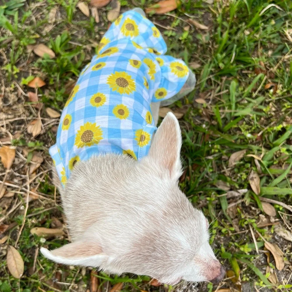 Frisco sunflower gingham